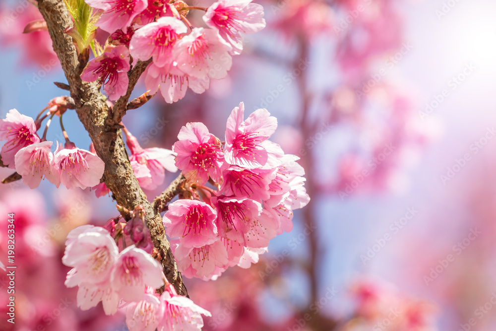 Close up pink Sakura flowers or Cherry blossom blooming on tree in springtime with blue sky Close up pink Sakura flowers or Cherry blossom blooming on tree in springtime with blue sky