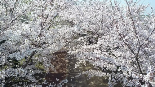 Spring Cherry blossom at Busan, South Korea, 4K photo