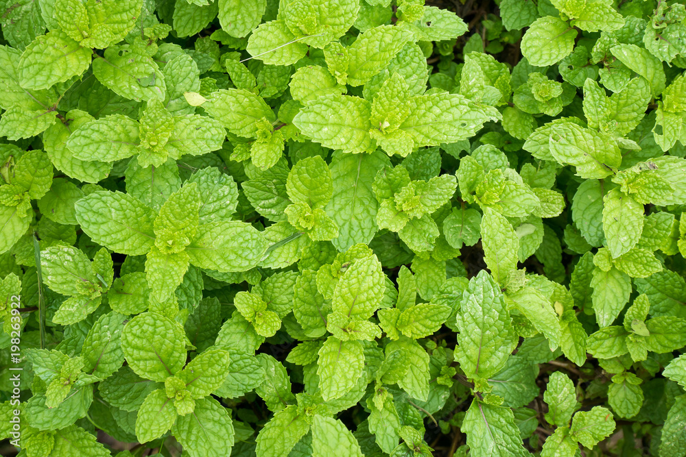close up mint leaves plant grow in organic vegetable garden close up mint leaves plant grow in organic vegetable garden