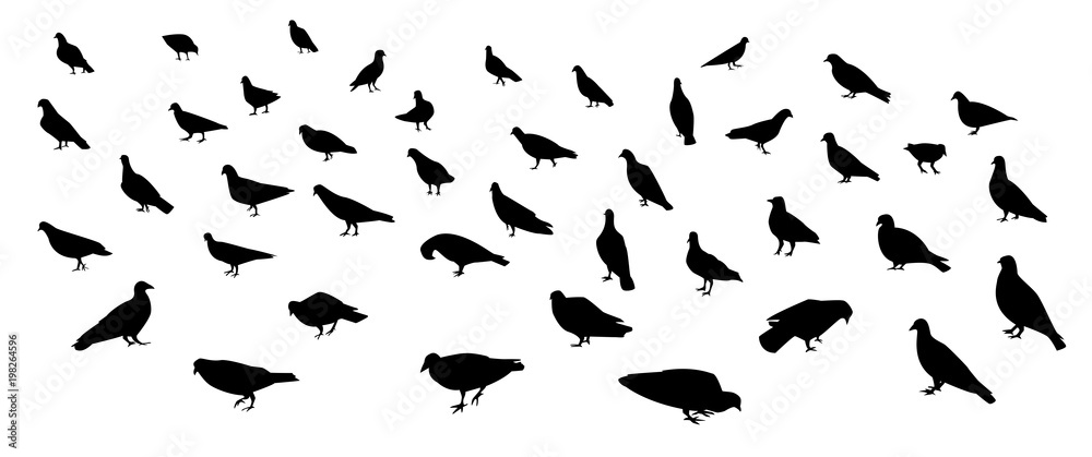 Group of walking dove and pigeon in silhouette art Group of walking dove and pigeon in silhouette art