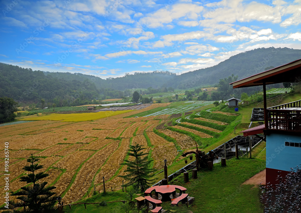 Naklejka premium Beautiful morning of nature Rice Fields Harvest season, Sunriset, fog, in the morning of farm Doi Inthanon Homesta Mae Klang Luang Chiang Mai Thailand