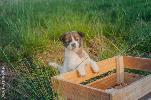 Thai Bangkaew Dog Puppies are in the wooden box on the grass photo