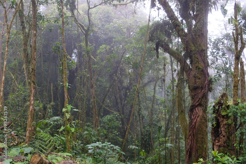 Fototapeta premium Foggy rain forest