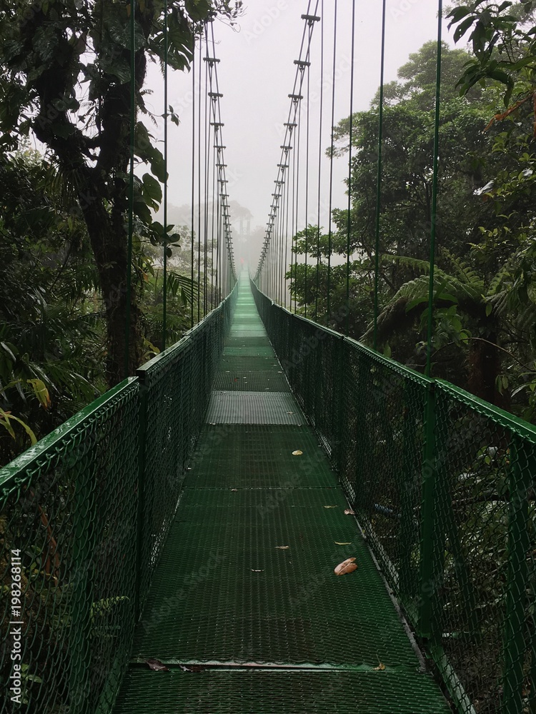 Fototapeta premium Rain forest hanging bridges