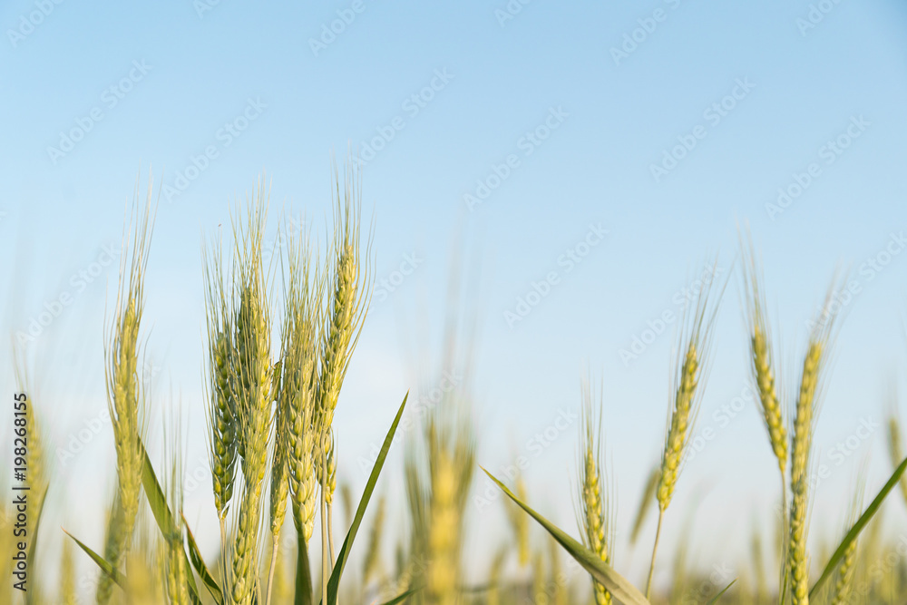Close up image of barley corns growing in a field Close up image of barley corns growing in a field