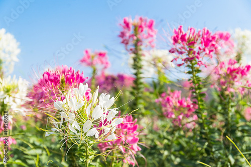 Pink and white spider flower agent blue sky