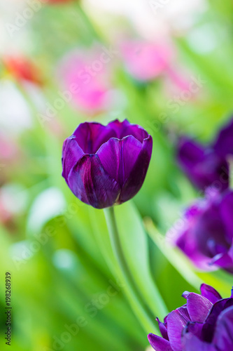 Purple tulips in the garden