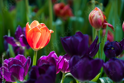 Red and purple tulips in the garden