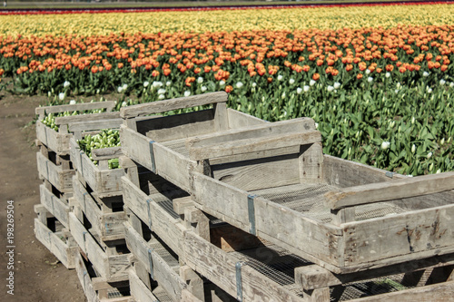 Crates in Tulip Field