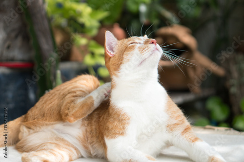 Fototapeta Naklejka Na Ścianę i Meble -  Pictures of the cats at the ear and scratching.