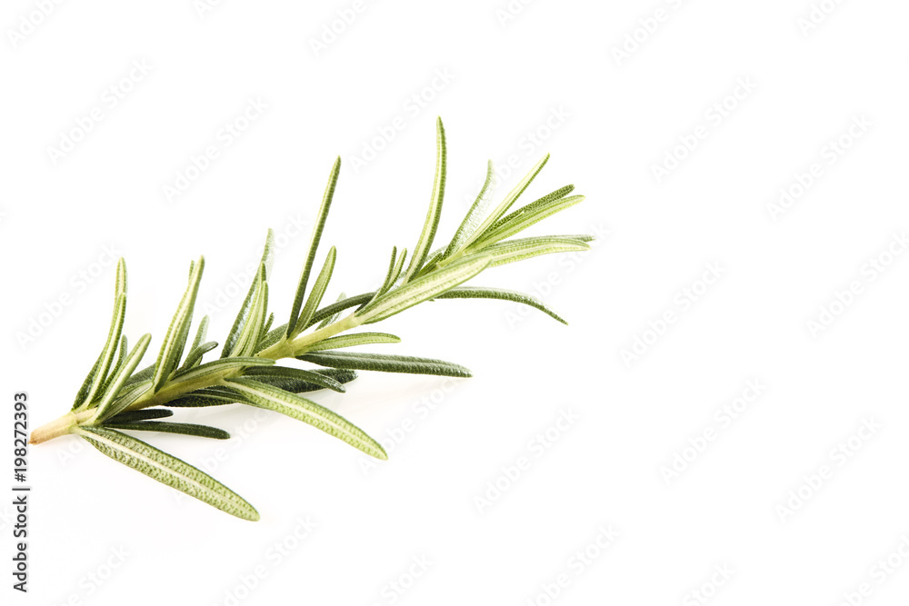 Fototapeta premium fresh rosemary sprig on white