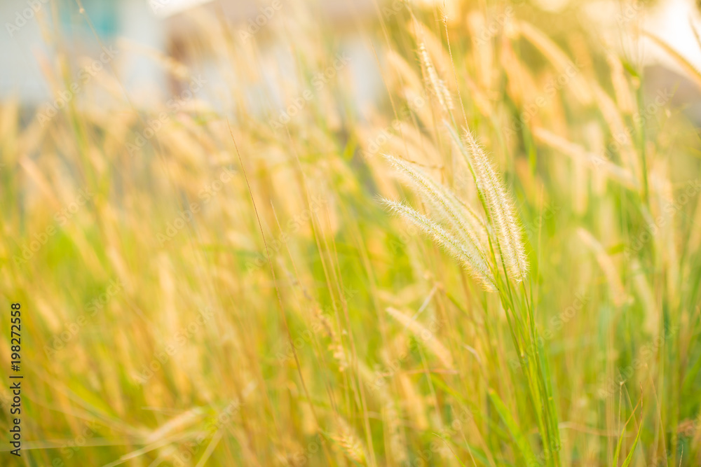 Field of grass during sunset Field of grass during sunset
