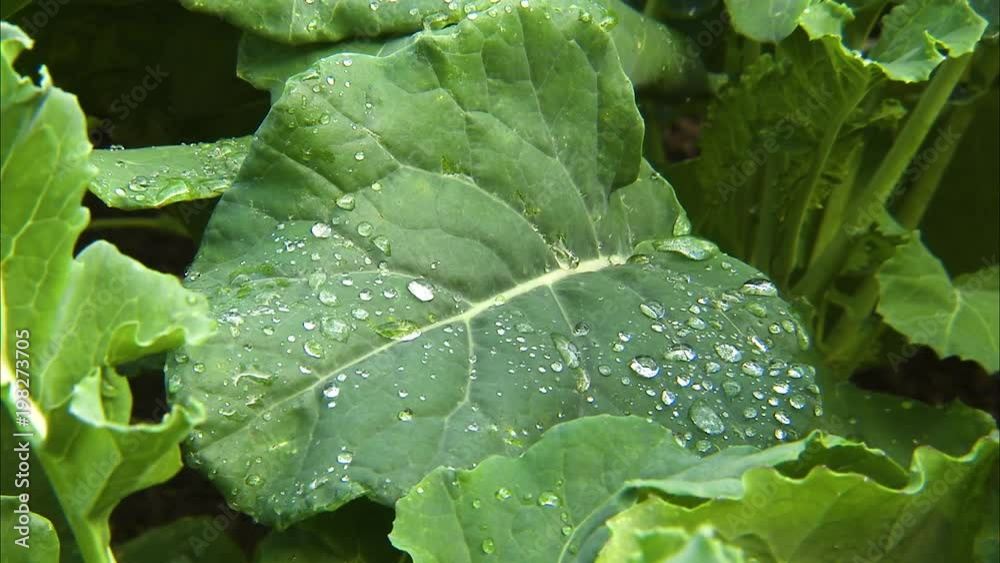 A steady shot of a big leaf with rain droplets on it. A steady shot of a big leaf with rain droplets on it.