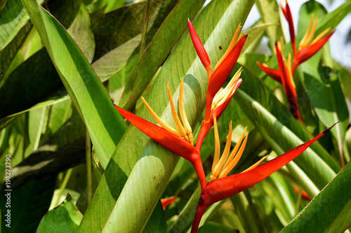 Beautiful tropical flower Heliconia in North Goa.India 