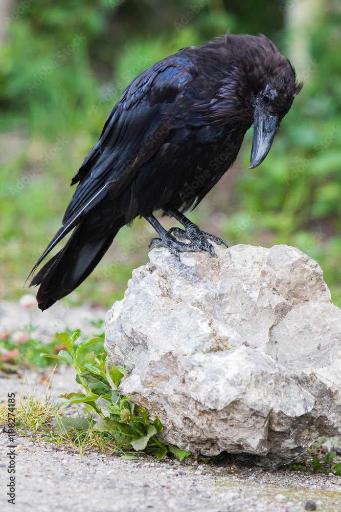 Obraz premium Common Raven (Corvus corax) in Northwest Territories NWT of Canada