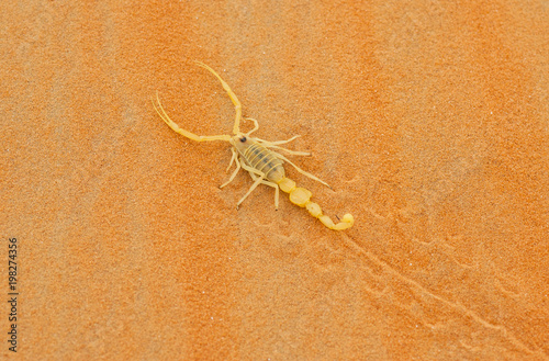 Venomous Arabian Scorpion