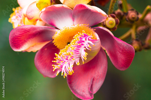 Cannonball tree, flower,Couroupita guianensis isolate in spring summer after raining in the morning, technical cost-up.