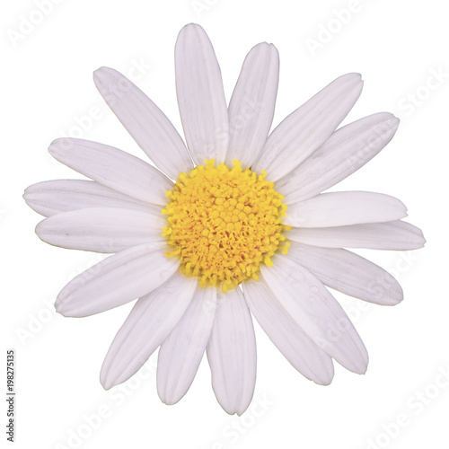 white daisy isolated on white background with Clipping Path