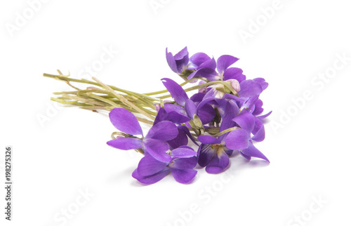 Fototapeta Naklejka Na Ścianę i Meble -  flowers of a forest violet isolated