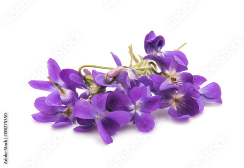Fototapeta Naklejka Na Ścianę i Meble -  flowers of a forest violet isolated