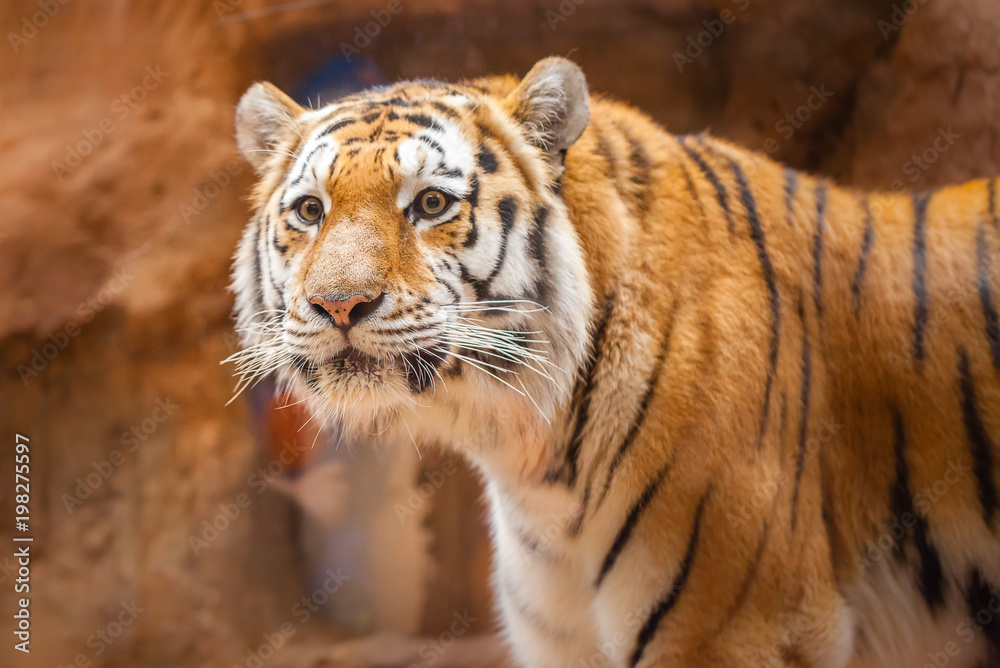 Fototapeta premium a coloured tiger portrait in a park