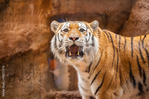 Fototapeta Naklejka Na Ścianę i Meble -  a coloured tiger portrait in a park