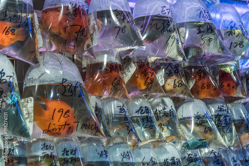 Photography Goldfish market, Mong Kok, Hongkong