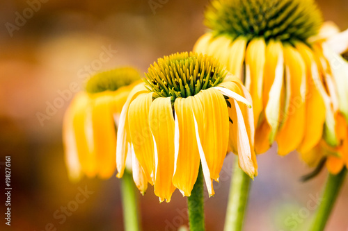 Echinacea yellow flowers blooming. Echinacea used in alternative medicine a an immun sytem booster.