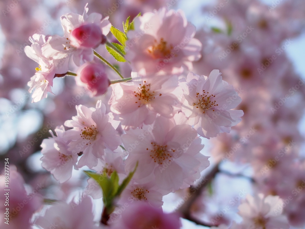 Obraz premium さくら