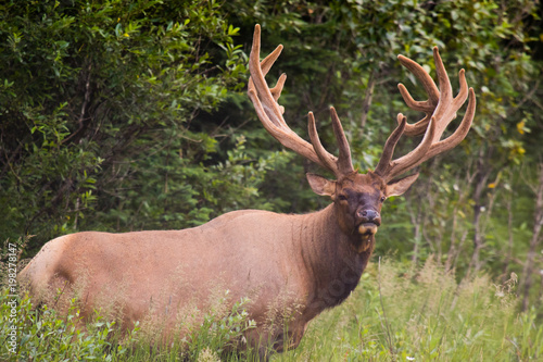 Wild Antlered bull Elk or Wapiti (Cervus canadensis) grazing, crossing the road in Banff National Park Alberta Canada