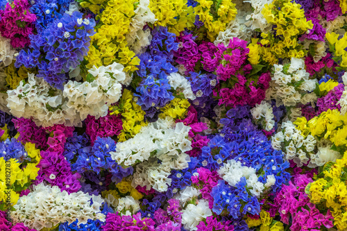 Fototapeta Naklejka Na Ścianę i Meble -  A bunch of colorful Statice or Caspia flower which full of meaningful botanical characteristics