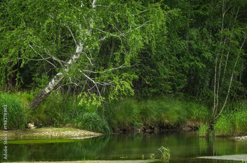 Obraz premium River in the forest with trees reflection, Altai Mountains, Kazakhstan