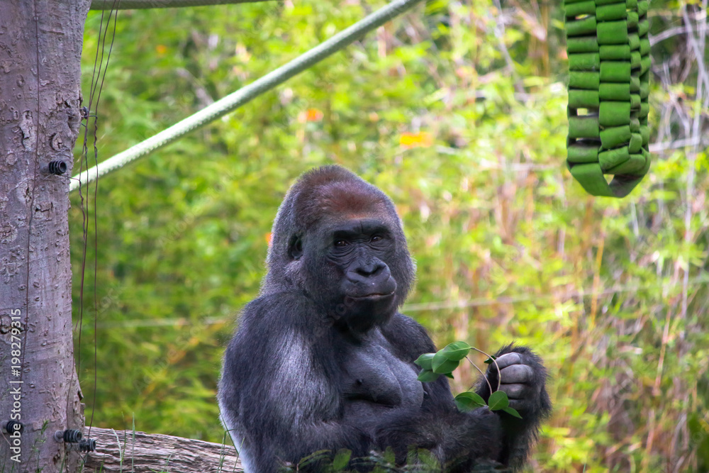 Fototapeta premium Content Gorilla