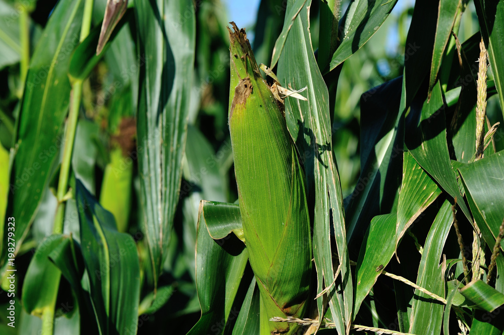 Green maize crop growing at farm Green maize crop growing at farm