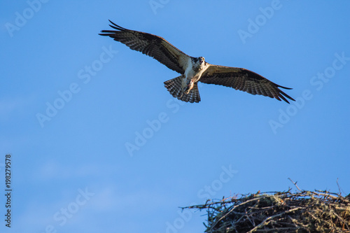 Osprey (Pandion haliaetus) flying with fish in tallons. Mackenzie river, Northwest territories ( NWT) Canada photo