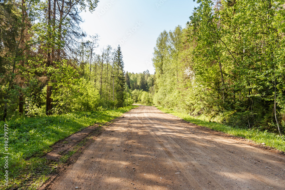A dirt road in the forest