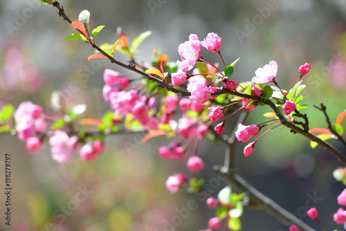 Fototapeta Naklejka Na Ścianę i Meble -  cherry blossom closeup