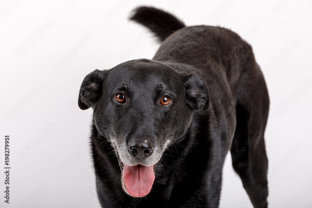 friendly and adorable crossbreed dog friendly and adorable crossbreed dog