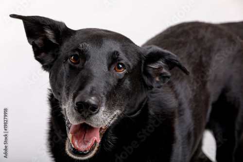 friendly and adorable crossbreed dog © ArtushFoto
