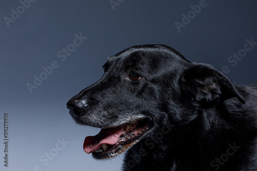 Wallpaper Mural friendly and adorable crossbreed dog Torontodigital.ca