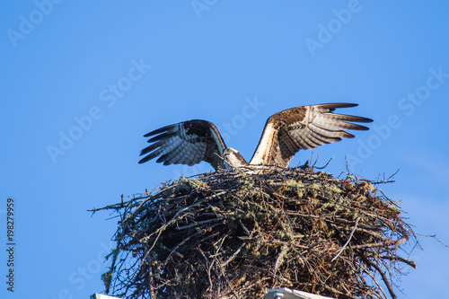 Osprey (Pandion haliaetus) flying with fish in tallons over the big nest. Mackenzie river, Northwest territories ( NWT) Canada photo