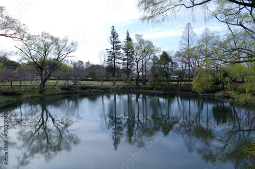 池の水面に映る木々 photo