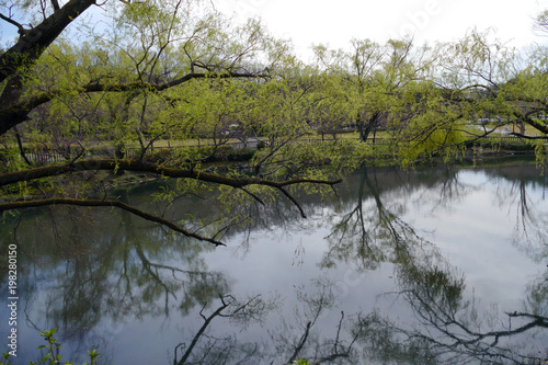 池の水面に映る木々