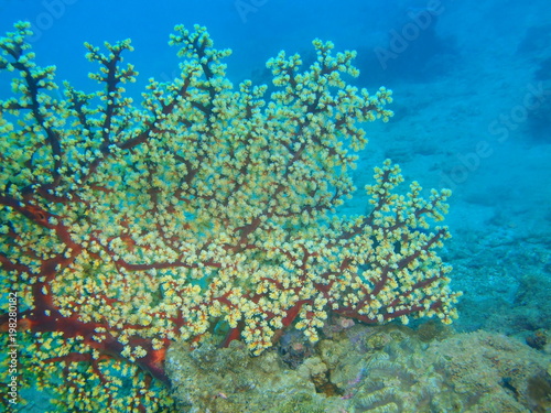 Fototapeta Naklejka Na Ścianę i Meble -  Gorgonian coral