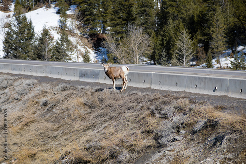 A mountain goat standing near highway. National Park, British Columbia, Canada.