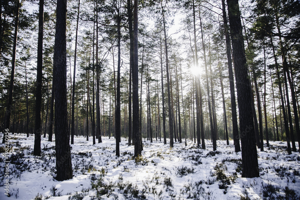 Sun shining trough a forest in Winter Sun shining trough a forest in Winter