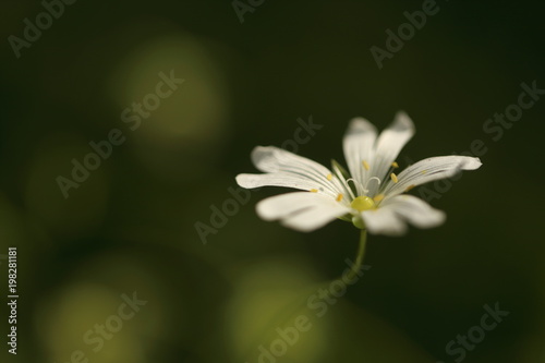 White flowers in the garden with blurred background