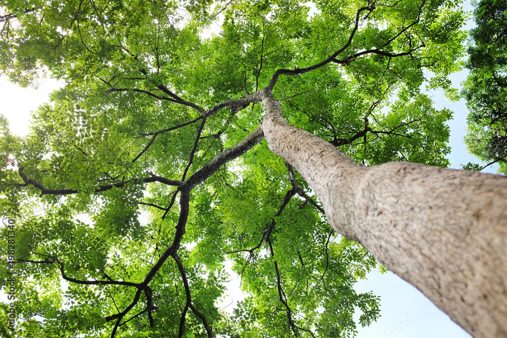 Fototapeta premium Tree leaf and branches in the garden.