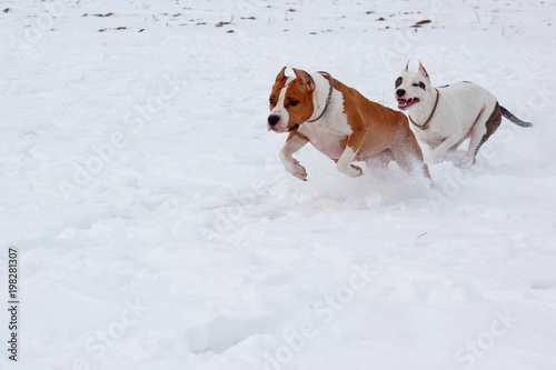 Two american staffordshire terrier are running on a white snow.