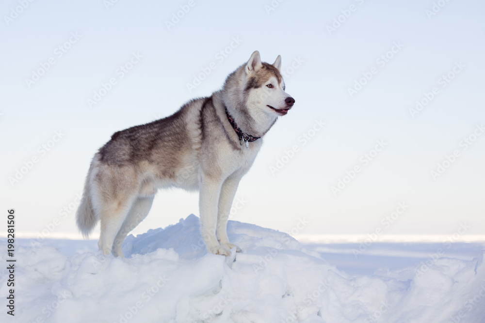 Profile Portrait of perfect dog breed siberian husky standing on the ice floe in winter. Free and prideful Husky topdog is observing the endless frozen sea and snow.